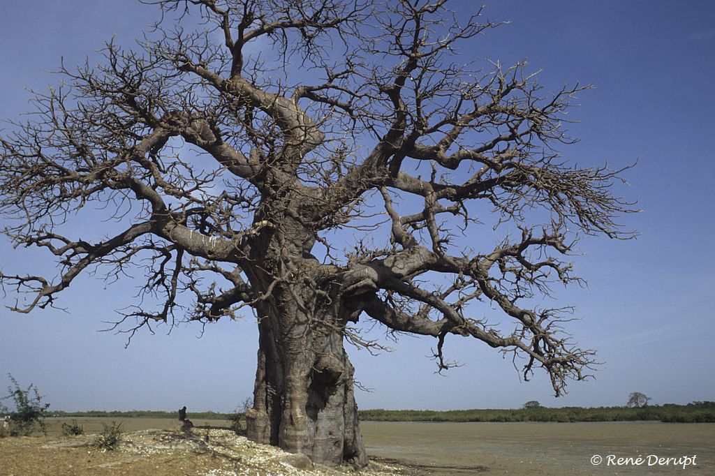 -Senegal-2004-12-037