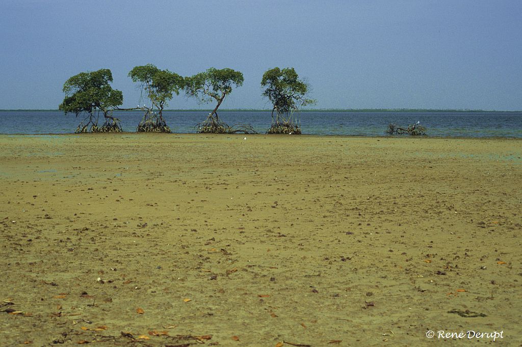 -Senegal-2004-12-038