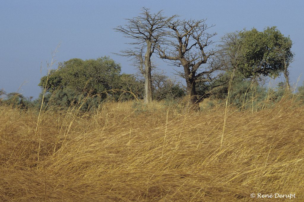 -Senegal-2004-12-047