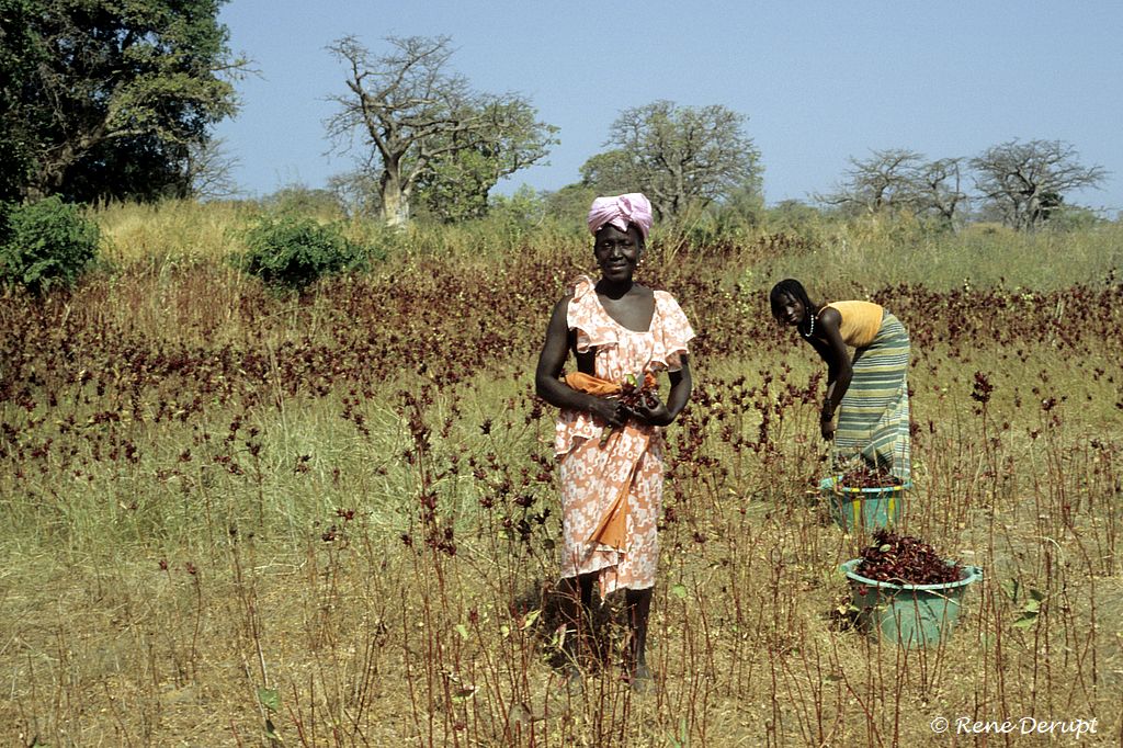 a-gens-Senegal-2004-12-096