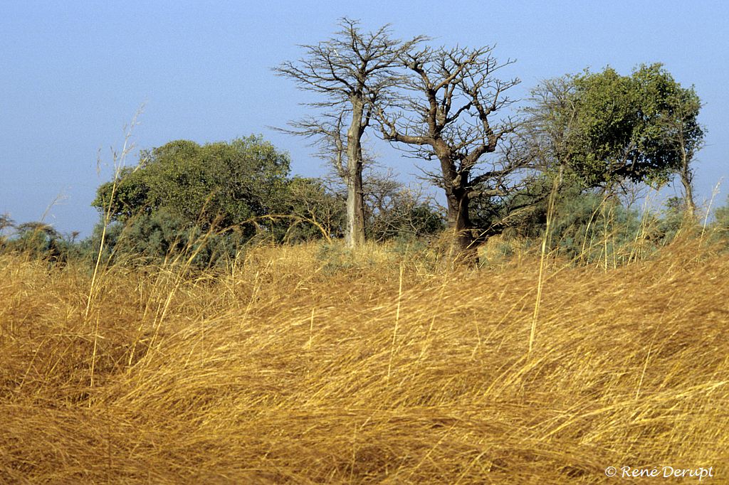 a-paysage-Senegal-2004-12-047