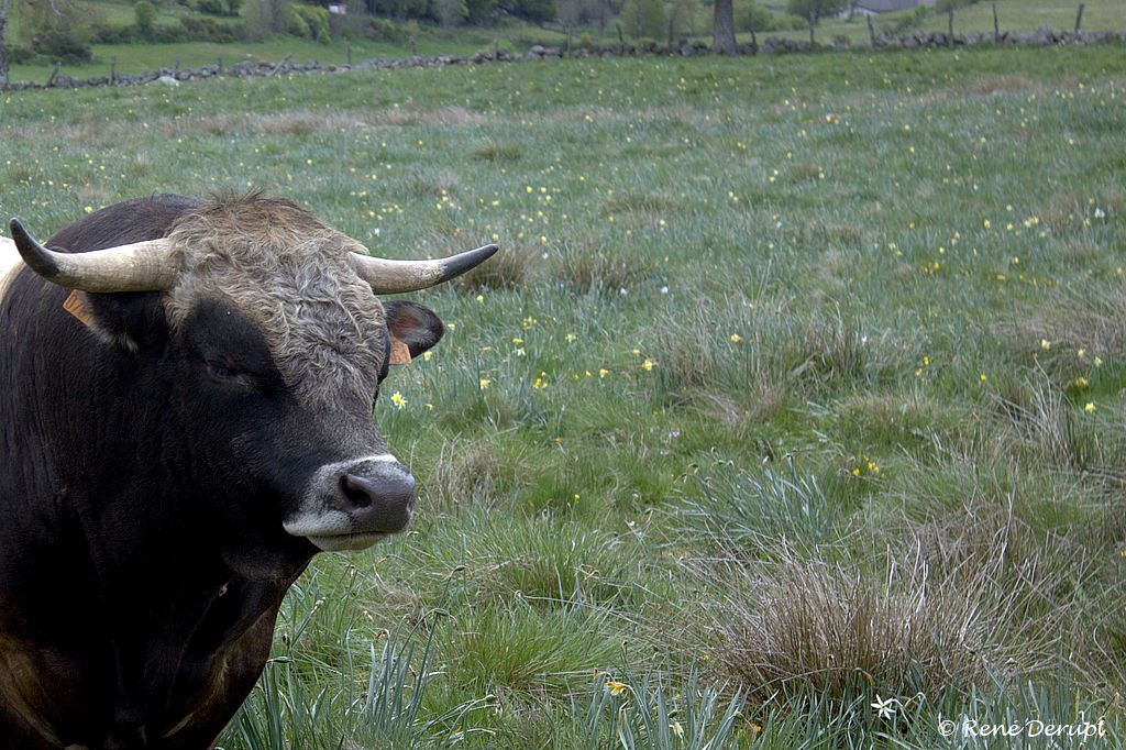 _MG_0831_1