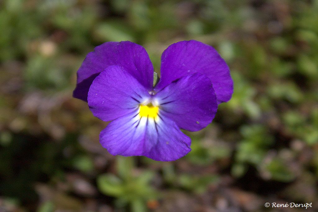 _MG_1178_1
