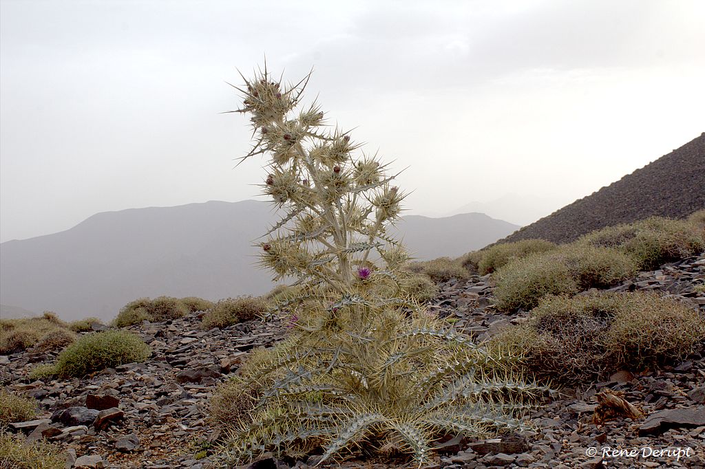 _MG_1307_1-bis